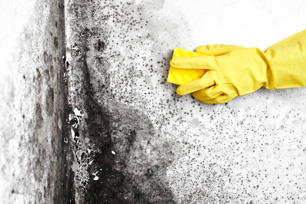 Mold Documentation for Insurance Claims